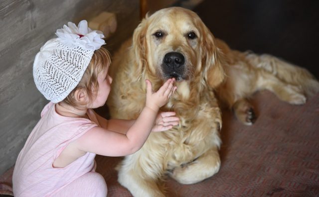 Le Golden Retriever et les jeunes enfants